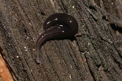 Kontikia ventrolineata