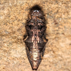 Dicerca