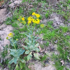 Senecio ampullaceus