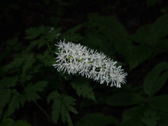 Actaea simplex