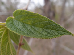Tournefortia pubescens