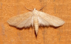 Parapoynx allionealis