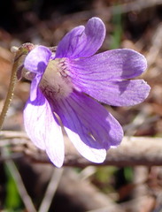 Pinguicula caerulea