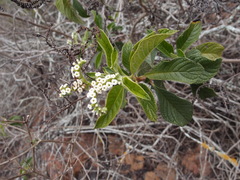 Tournefortia pubescens