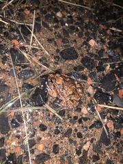 Platyplectrum ornatum