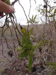 Tournefortia pubescens