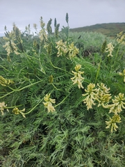 Astragalus trichopodus