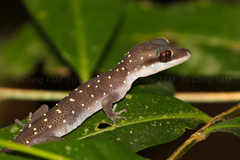 Cyrtodactylus triedrus