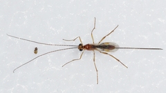 Macrocentrinae