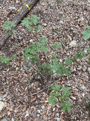 Ungnadia speciosa