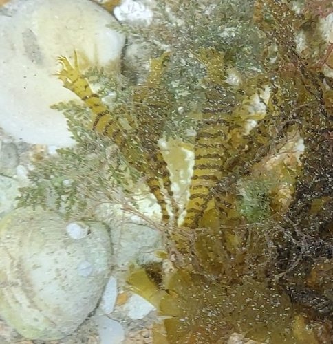 Cutleria observed 2023-02-23