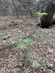 Ungnadia speciosa