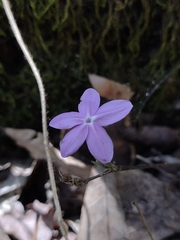 Pseuderanthemum praecox