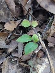 Pseuderanthemum praecox