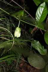 Passiflora nitida