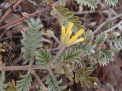 Tribulus cistoides