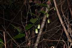 Passiflora nitida