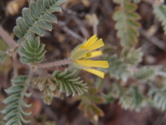 Tribulus cistoides