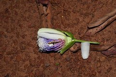 Passiflora nitida