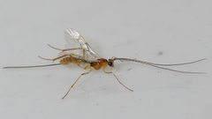 Macrocentrinae