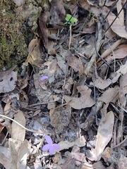 Pseuderanthemum praecox