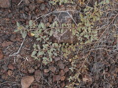 Tribulus cistoides