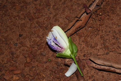 Image of Passiflora nitida by (c) Vincent A. Vos, some rights reserved (CC BY)