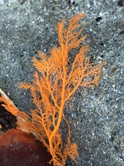 Microcladia coulteri