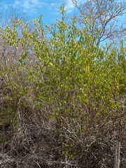 Vallesia glabra