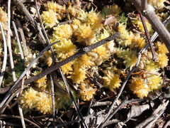 Sphagnum perichaetiale