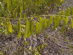 Vallesia glabra