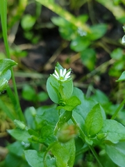 Stellaria cuspidata