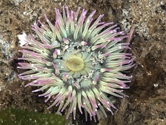 Anthopleura elegantissima