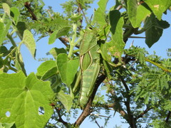 Staleochlora viridicata