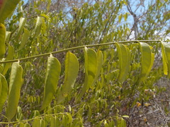 Vallesia glabra