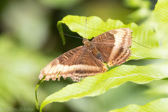 Adelpha tracta