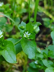 Stellaria cuspidata