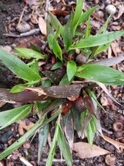 Dichanthelium commutatum