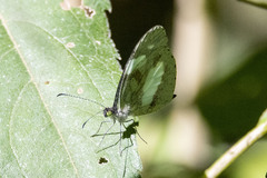 Dismorphia zathoe pallidula