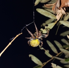 Parawixia bistriata