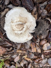 Amanita calyptratoides
