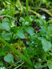 Stellaria cuspidata