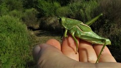 Staleochlora viridicata