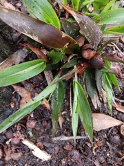 Dichanthelium commutatum