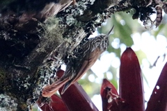 Lepidocolaptes lacrymiger