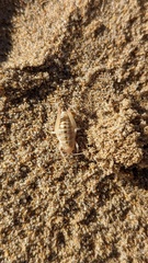 Rhachocnemis validus