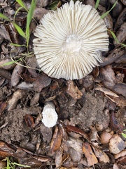 Amanita calyptratoides