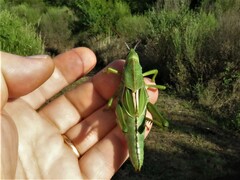 Staleochlora viridicata