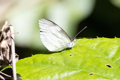 Dismorphia zathoe pallidula