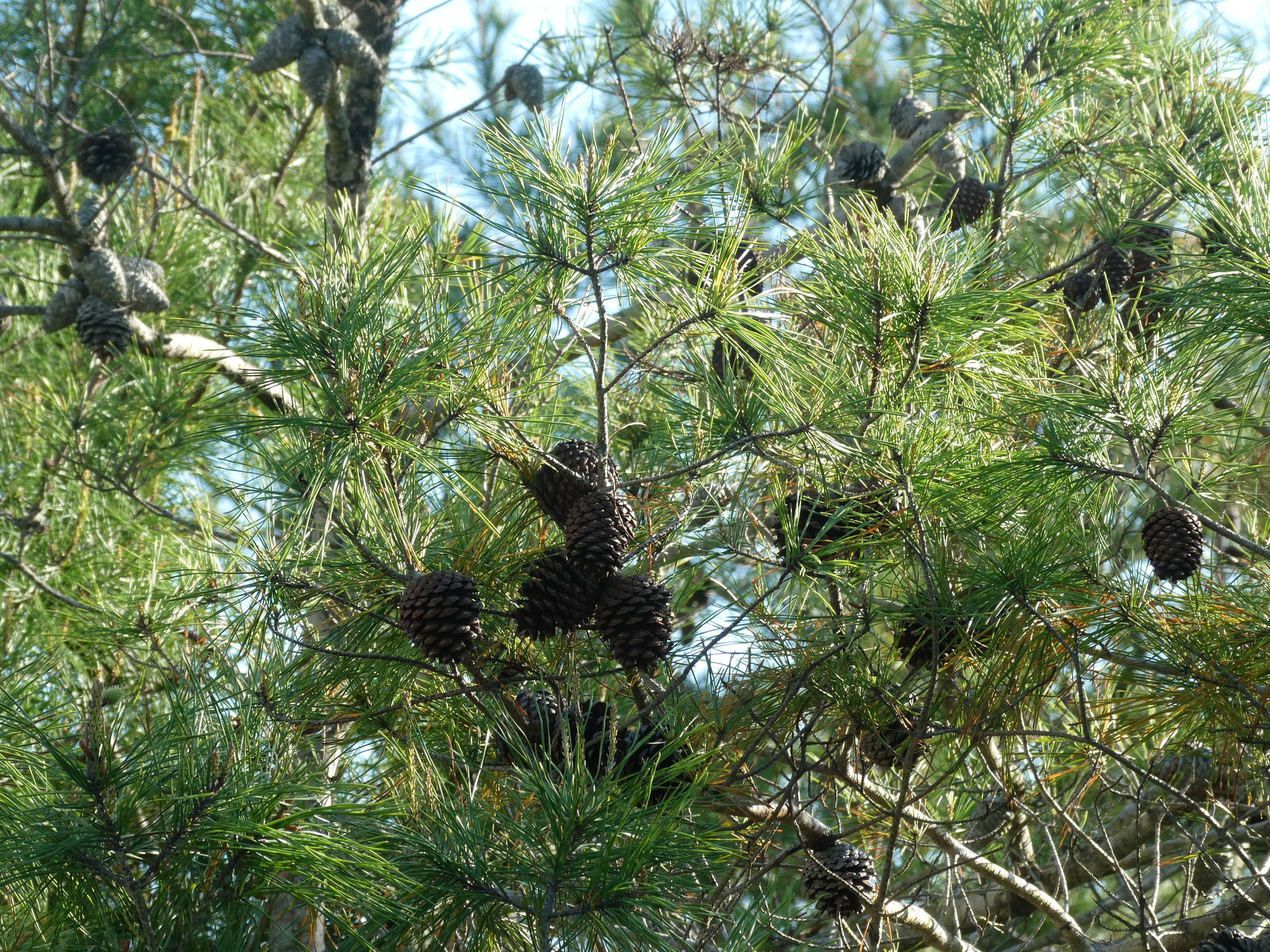 Pinus clausa